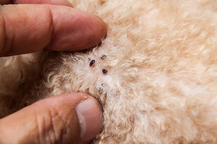 Ký Sinh Trùng Máu Anaplasmosis Ở Chó - Cutepetshop
