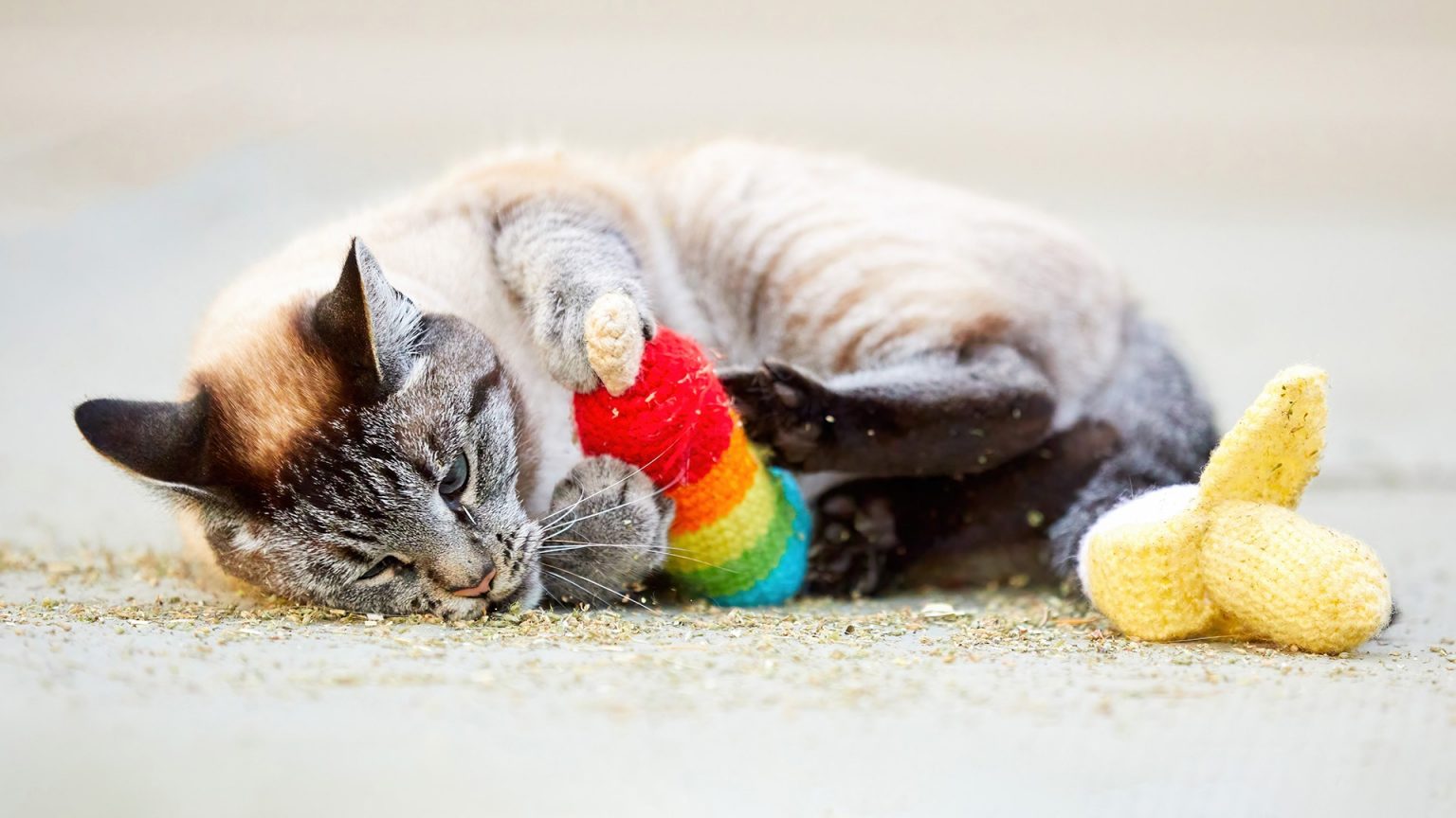 Top 10 Món Đồ Chơi Mèo Yêu Thích Nhất - Cutepetshop