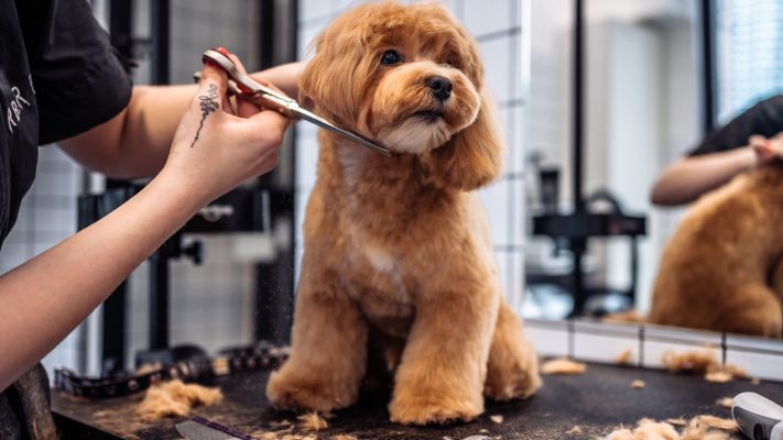 Dịch vụ Grooming chó mèo chuyên nghiệp - Cutepetshop