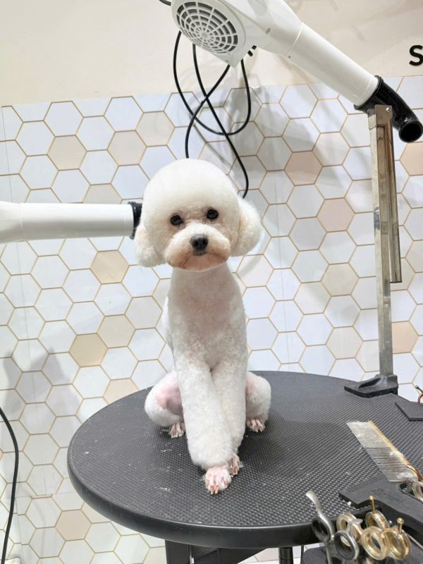 Cắt tỉa lông chó mèo chuyên nghiệp