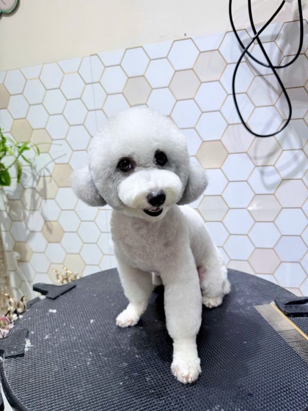 Cắt tỉa lông chó mèo chuyên nghiệp
